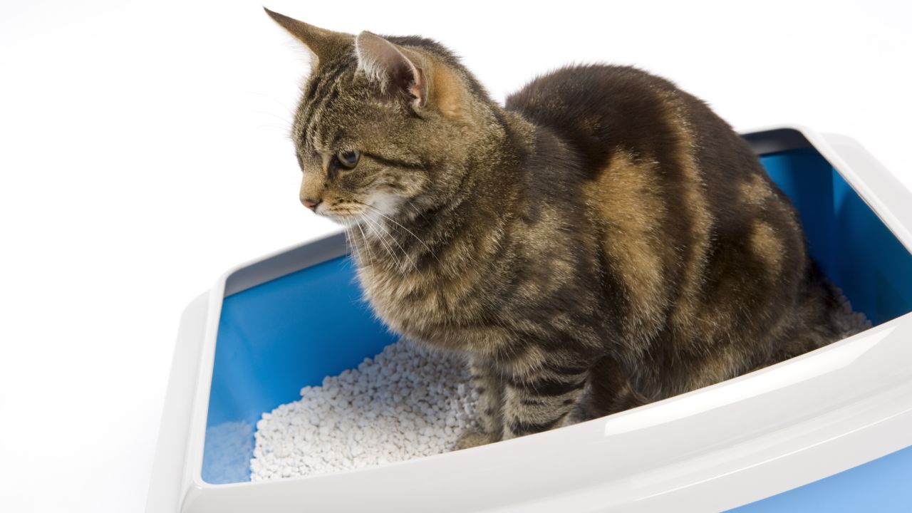 is cat litter bad for the environment