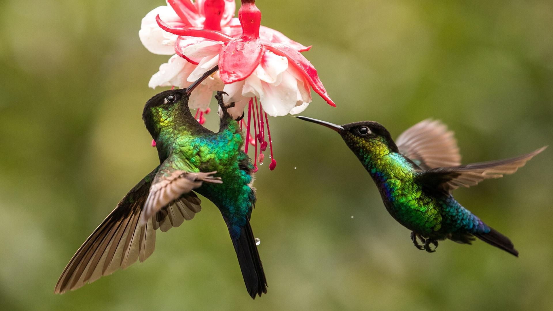 How Do Hummingbirds Help the Environment?