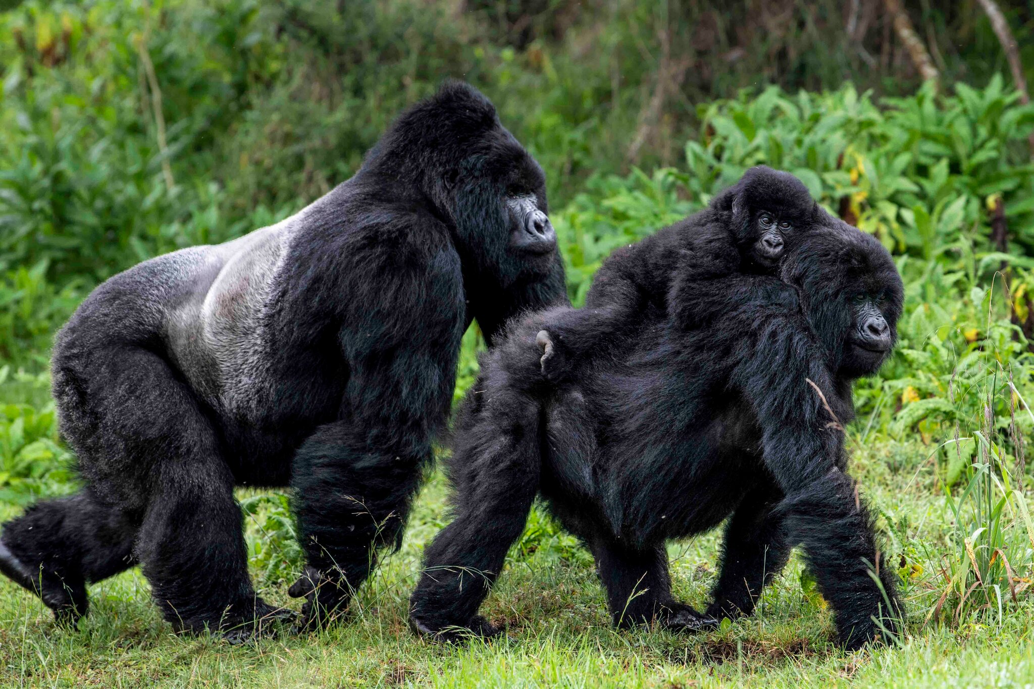 A family of Gorillas