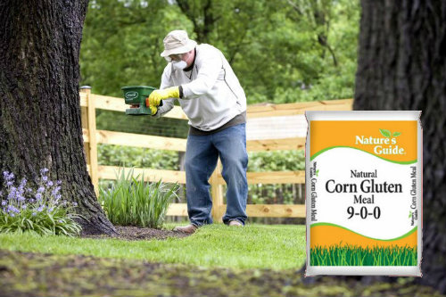 A man using corn gluten meal as a pre-emergent herbicide