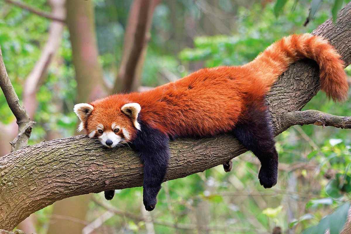 A red panda on a tree branch