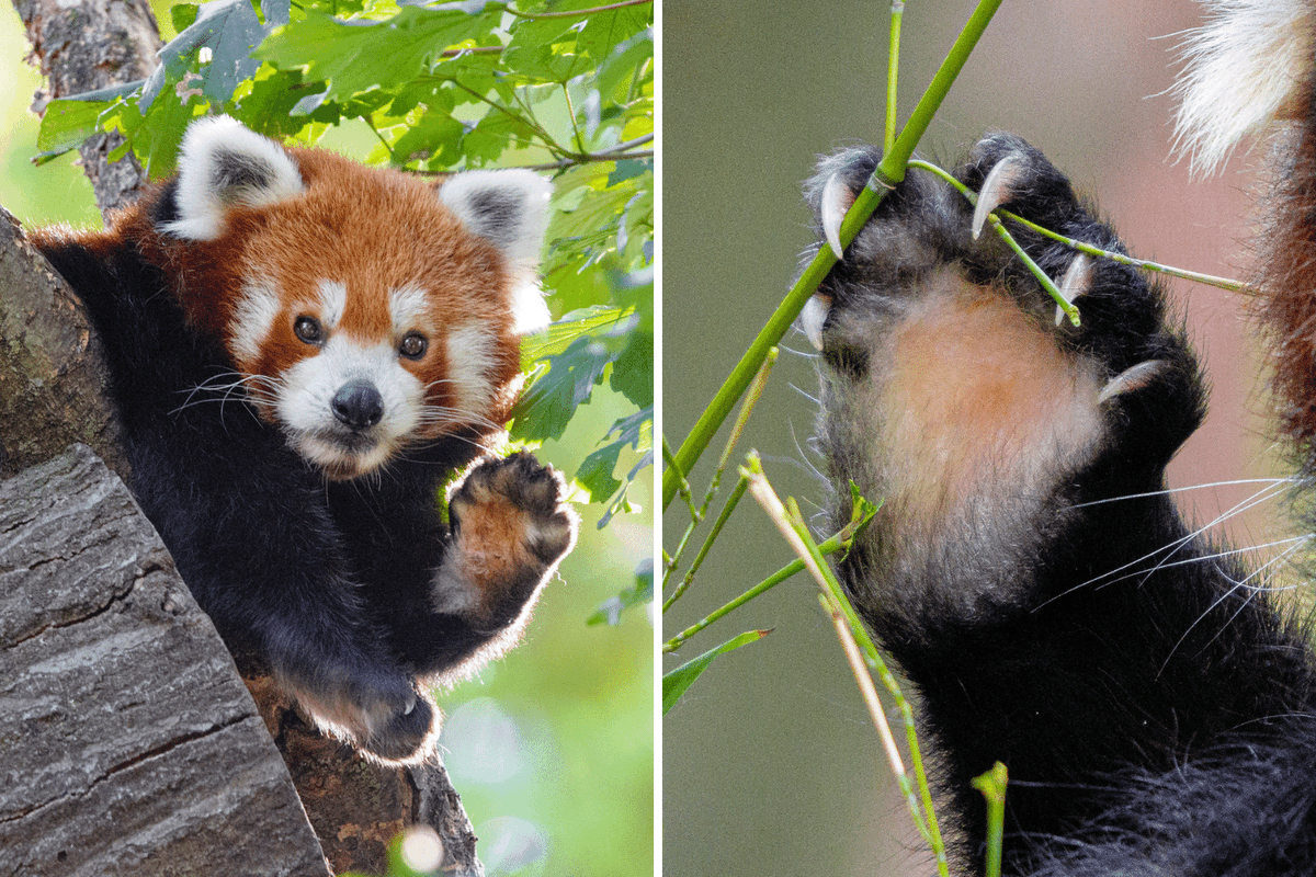A red panda showing its paw