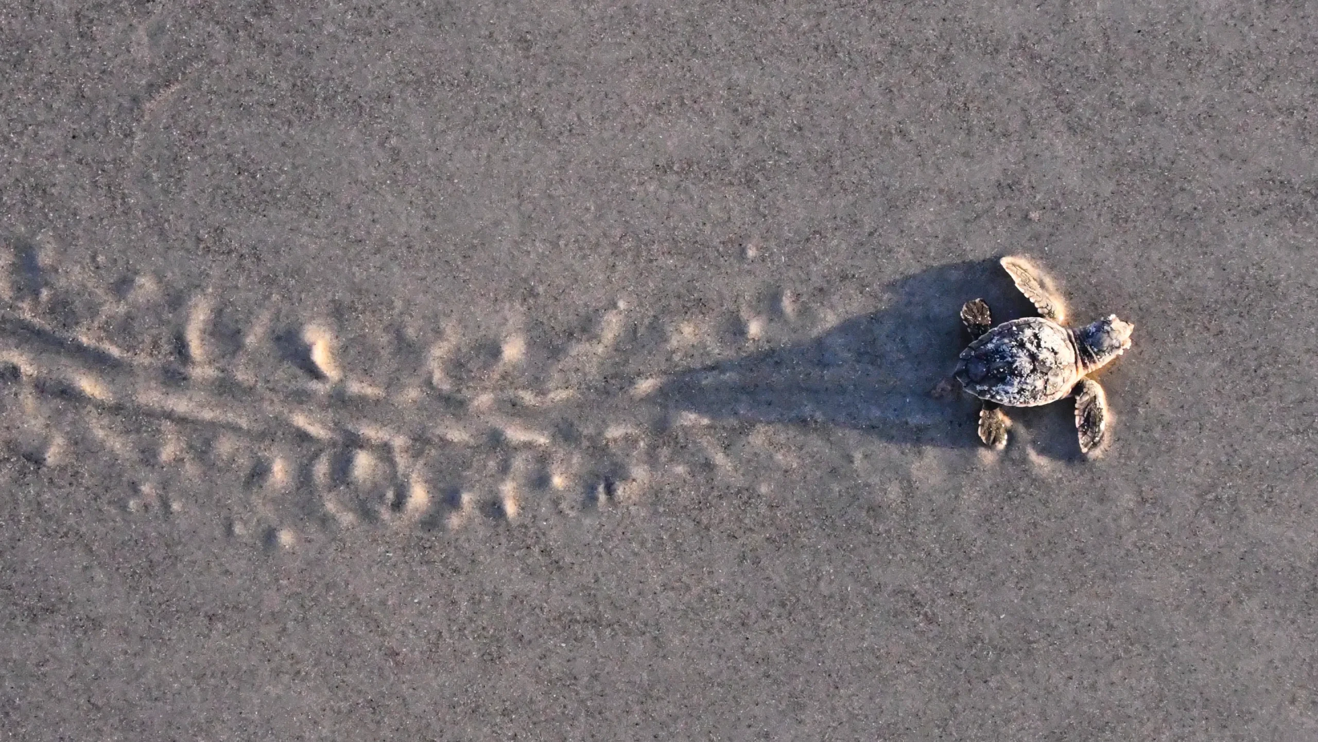 A turtle hatchling on the shore