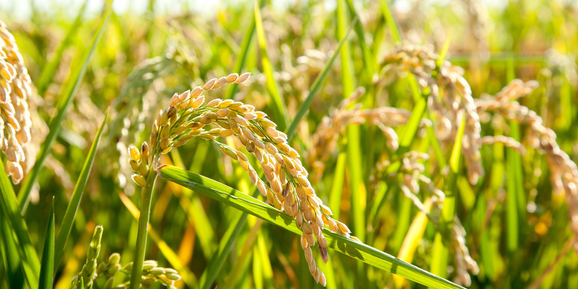 Is Rice Bad for the Environment?