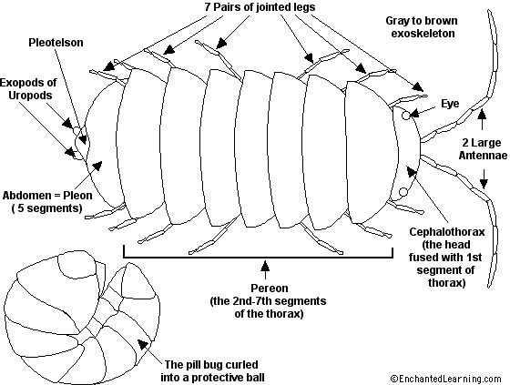 Anatomy of a pill bug