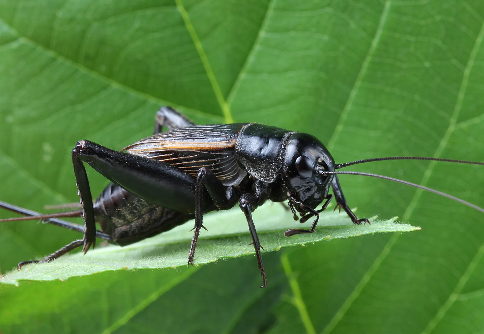 Black cricket on a leaf