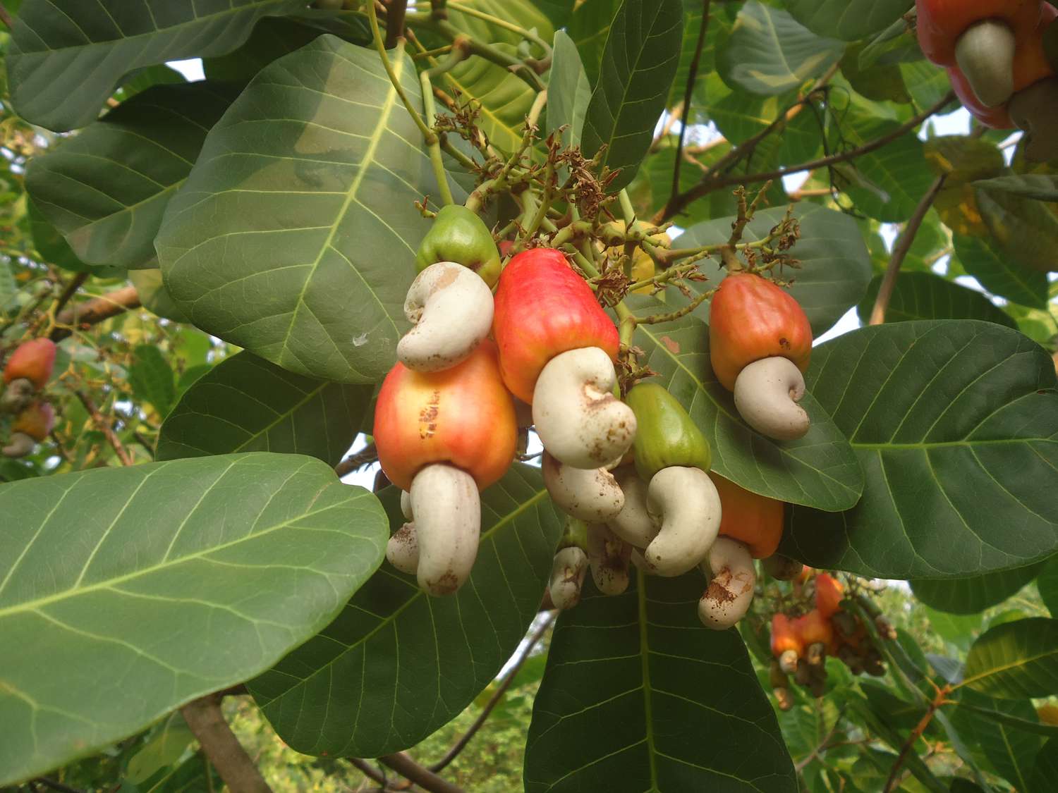 Cashews hanging on a tree