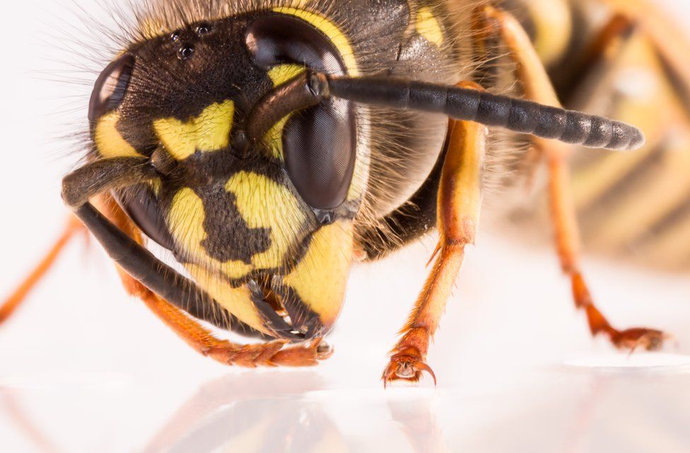 Close up of a wasp