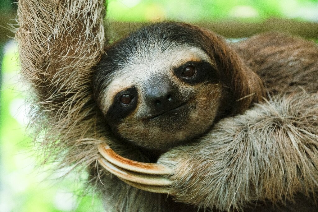 Costa Rican sloth