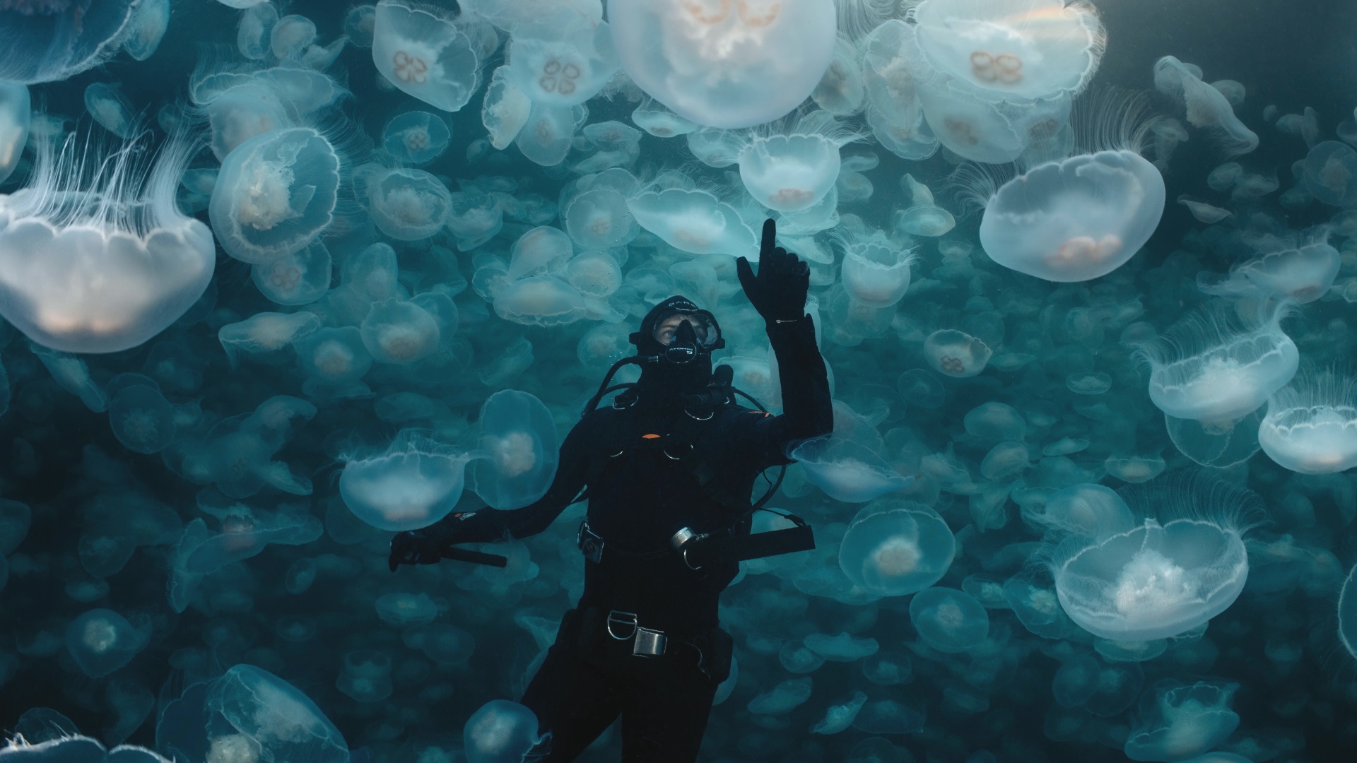 Diver amidst jellyfishes