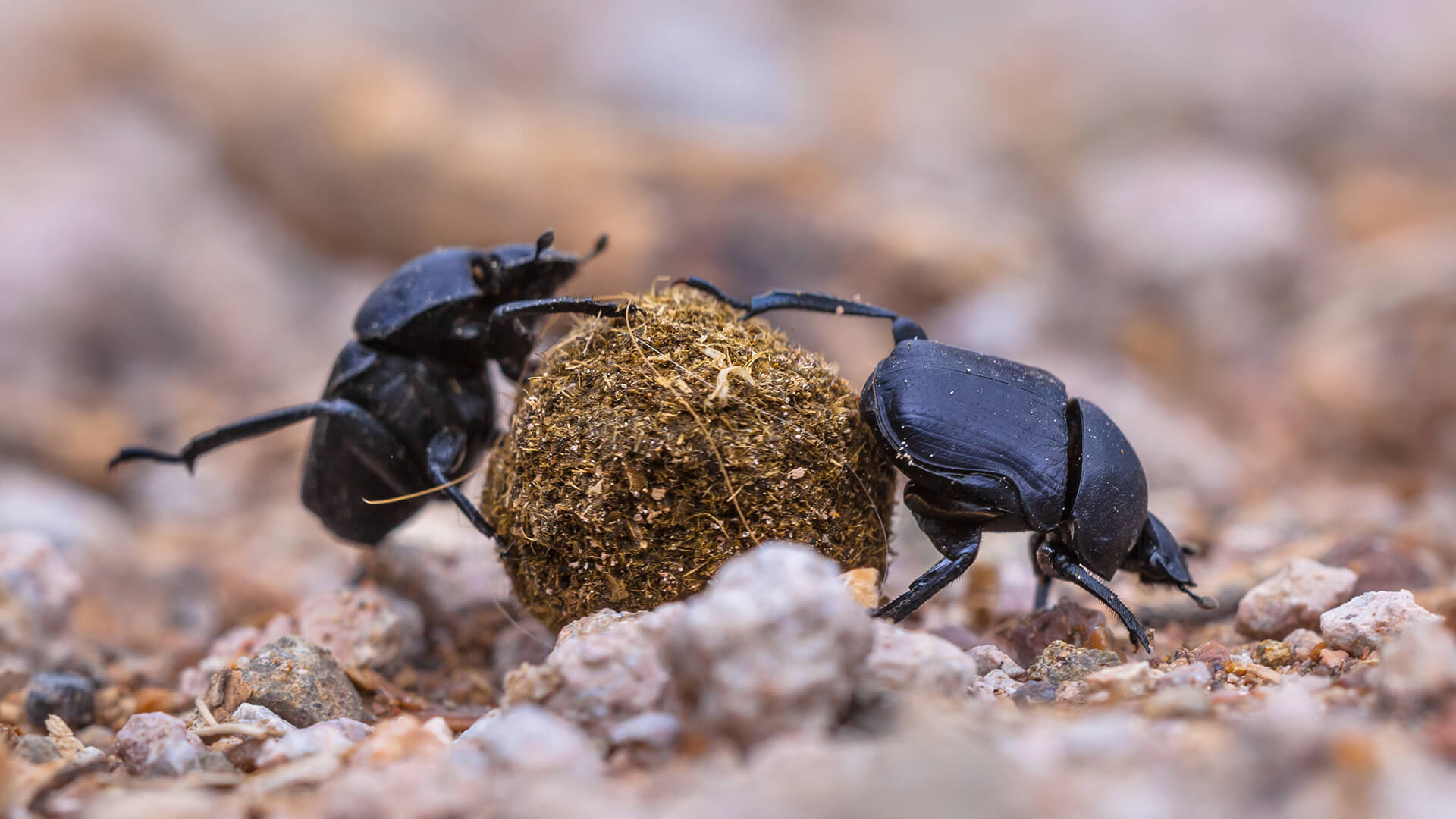 Dung beetles