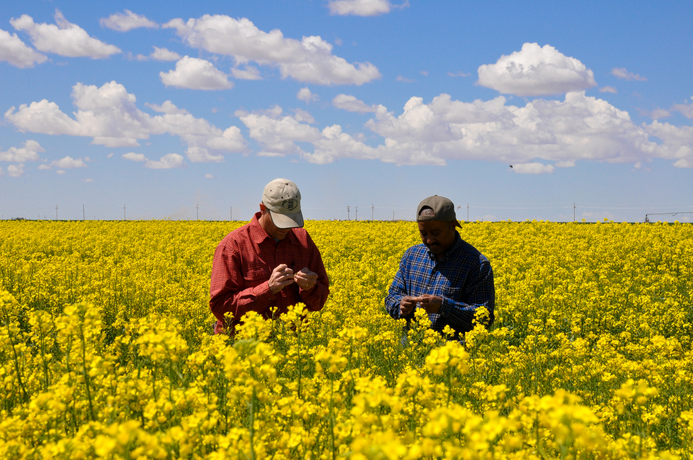 Farmers checking their Canola crops