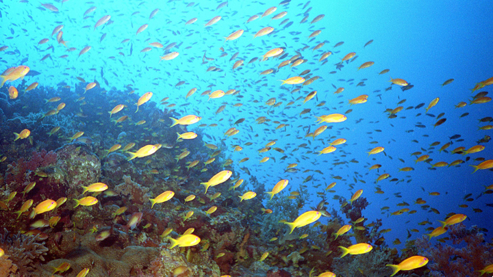 Fish near coral reefs