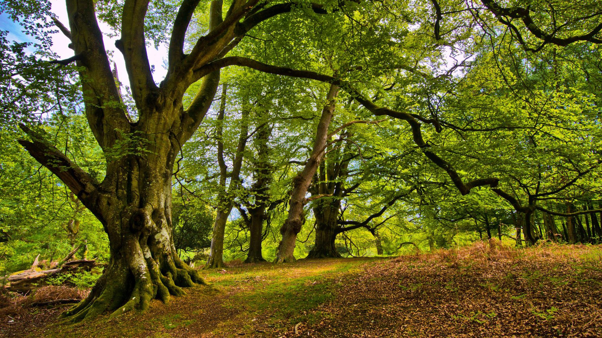 Forest in Europe