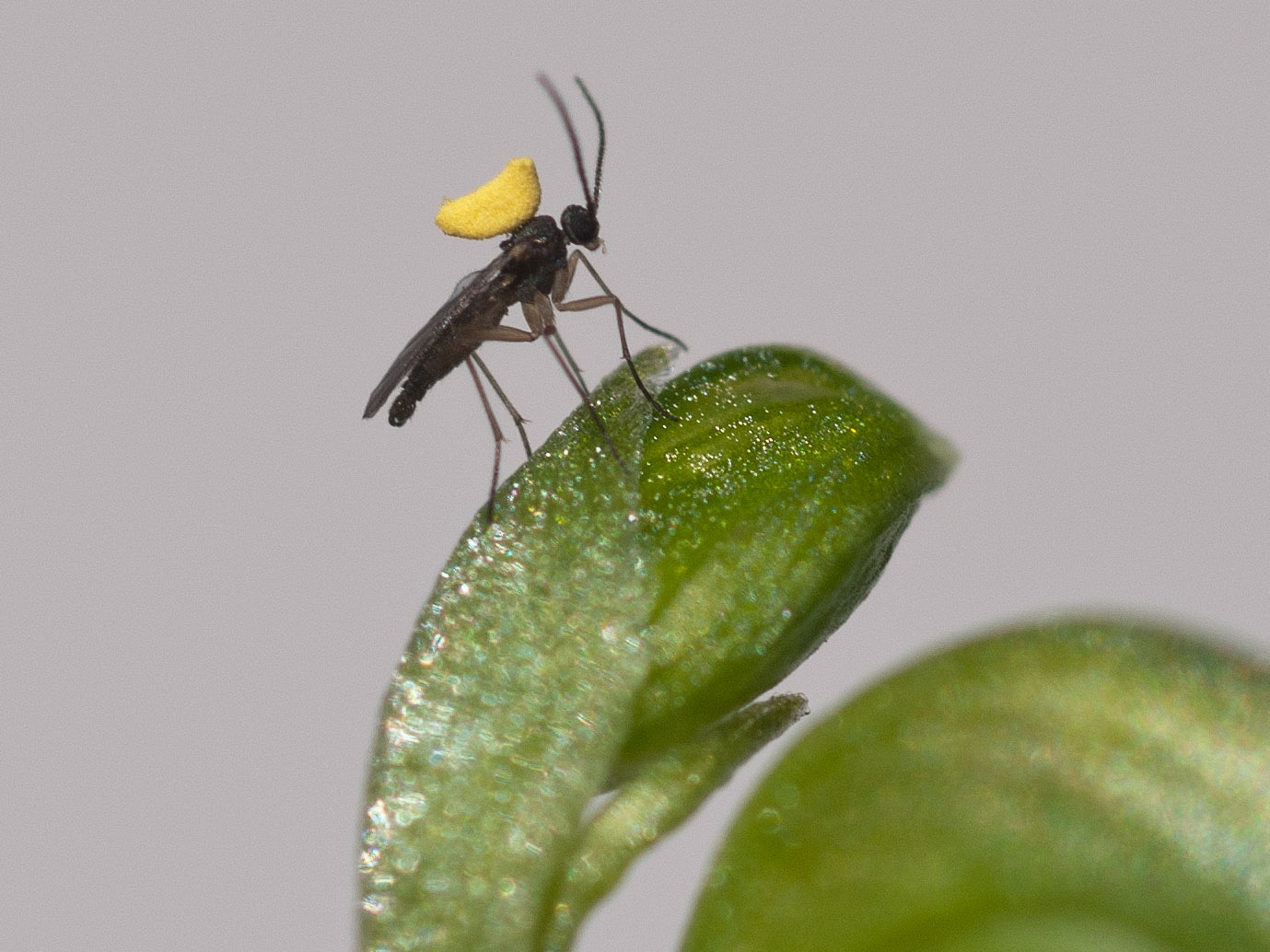 Fungus Gnat