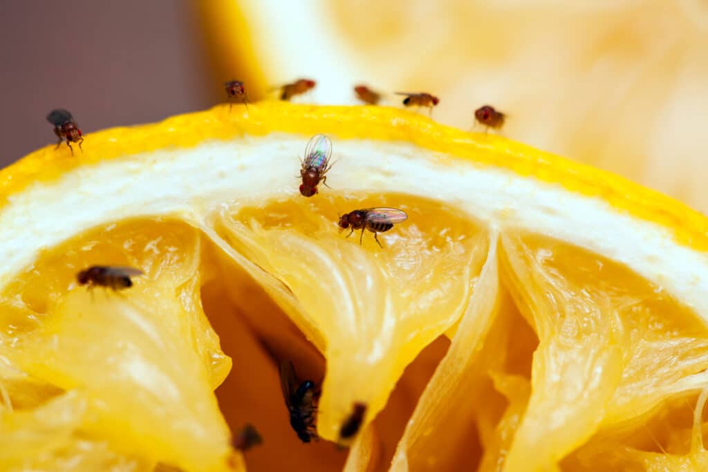 Gnats on a fruit