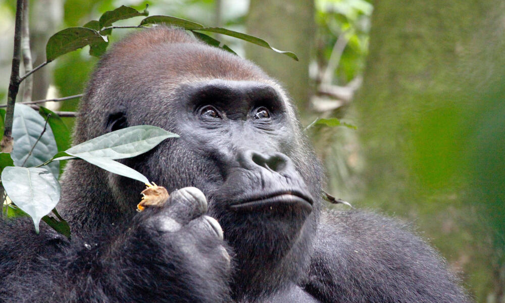 A gorilla feeding on vegetation.