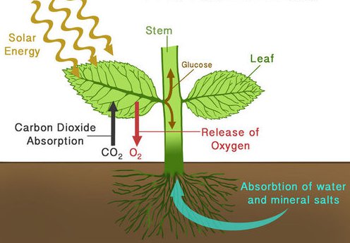 How plants generate oxygen