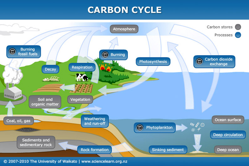How the Carbon Cycle Works