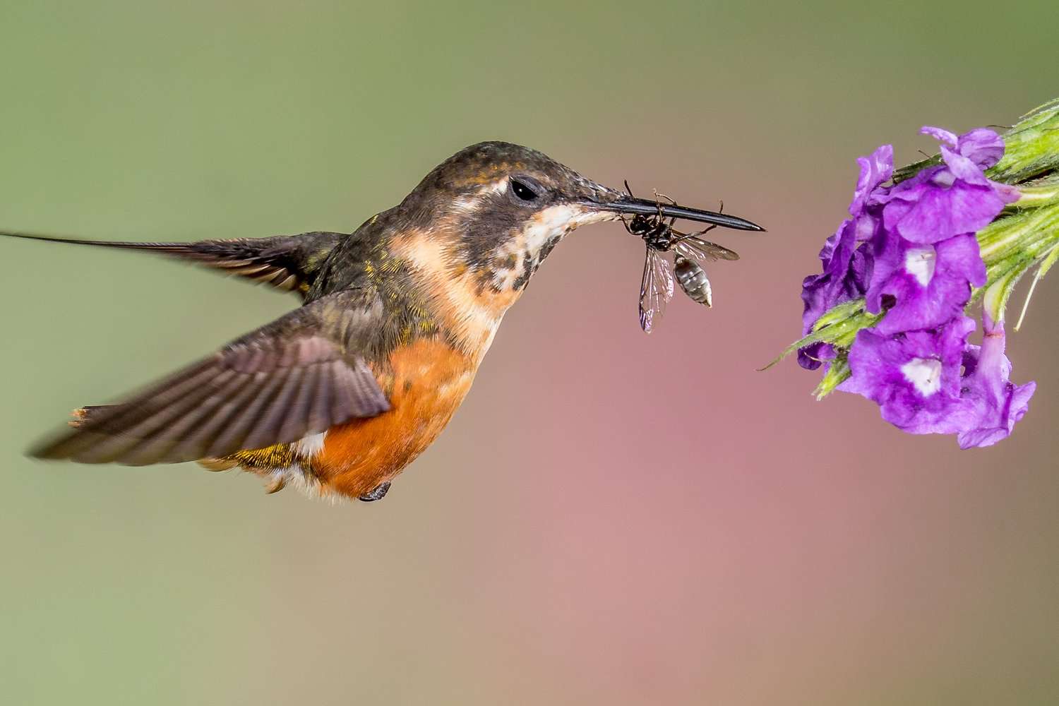 Hummingbird eating an insect