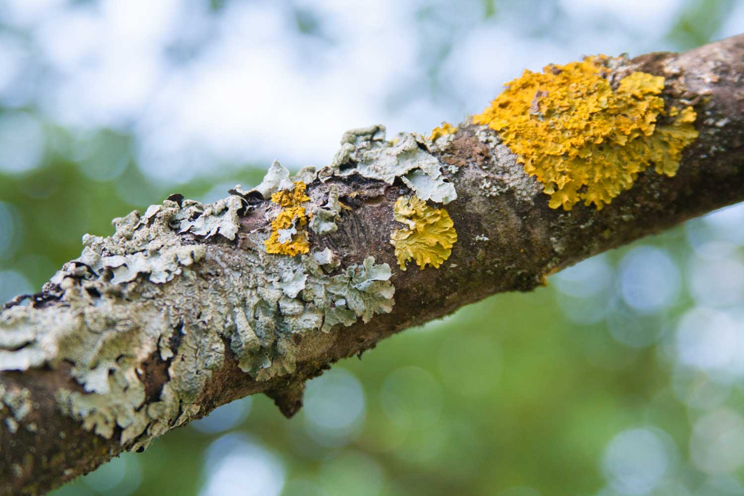 Lichens on a tree branch