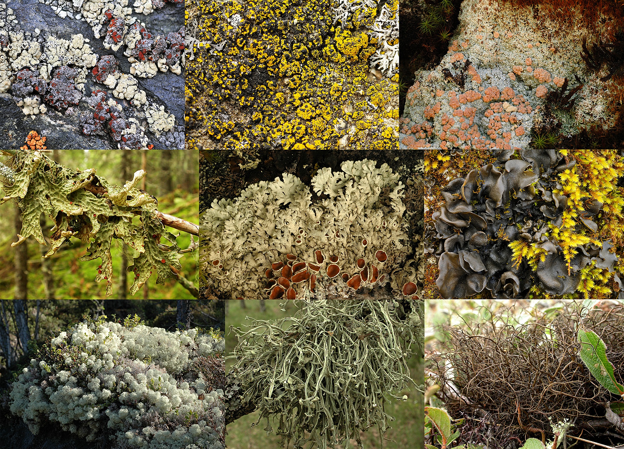 Lichens on various terrestrial surfaces