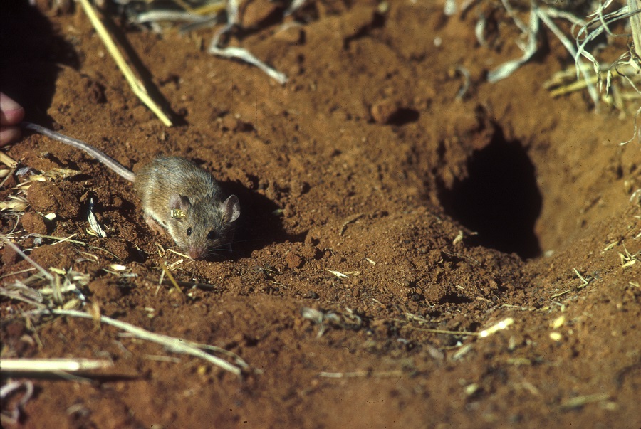 Mice burrowing into soil