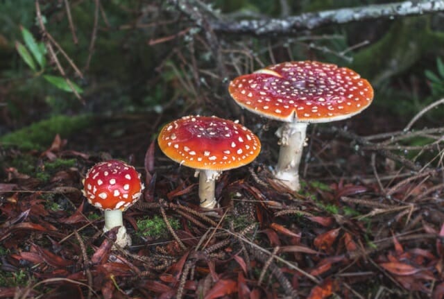 Mushrooms as decomposers