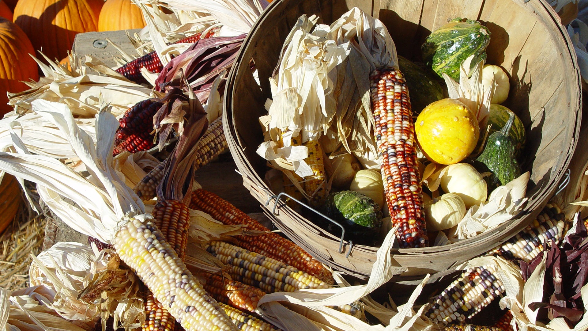 Native American crops