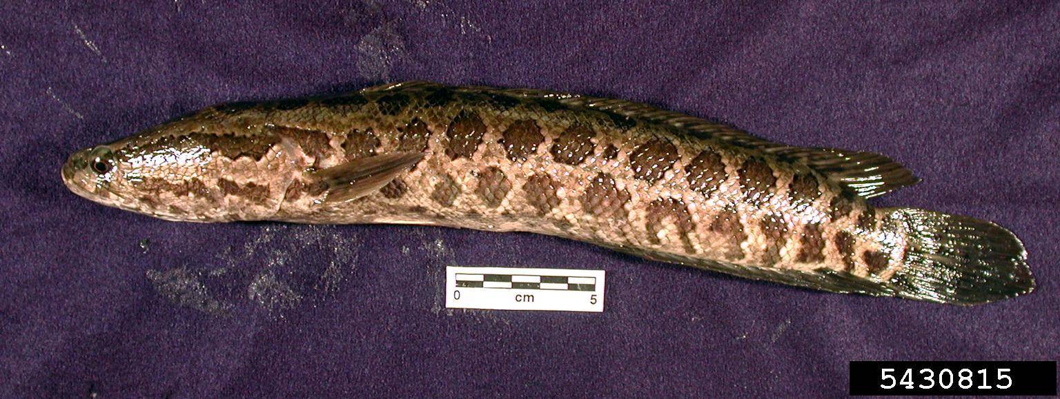 Northern Snakehead fish