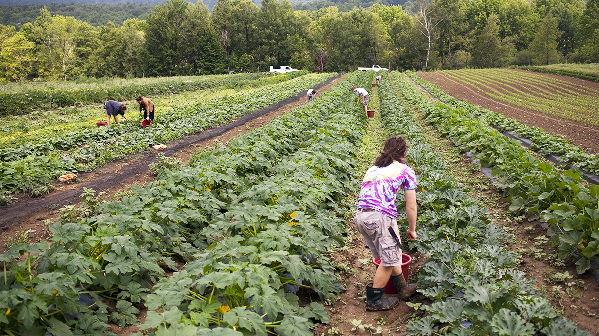 Local Vermont workers pick organically grown squash and zucchini at the Clear Brook Farm