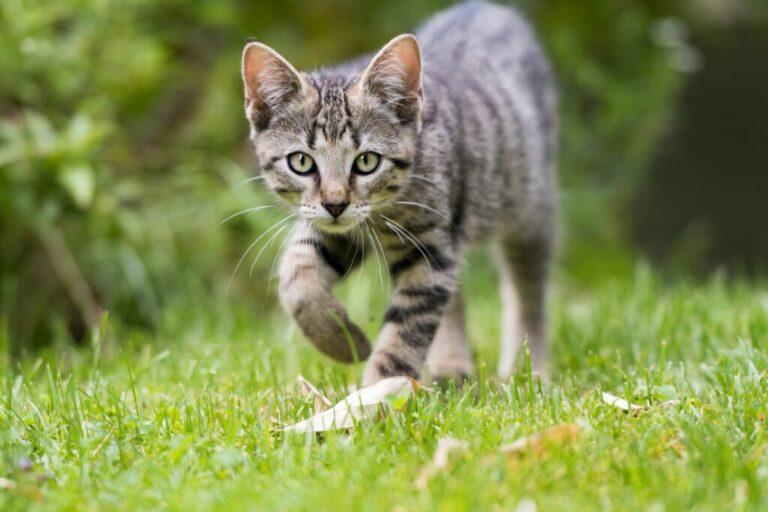 A cat walking in the grass with its eyes fixed upfront.