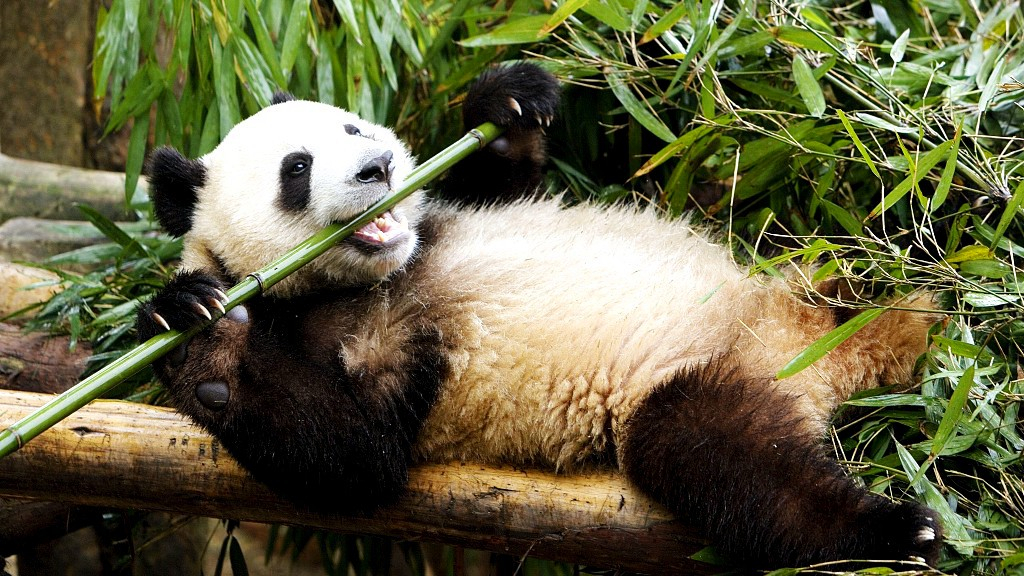 Panda eating a bamboo lazily