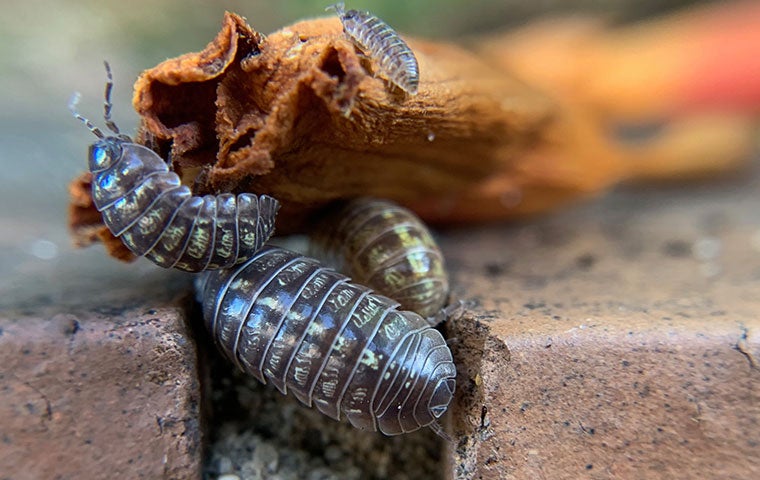 Pill bugs on a side walk