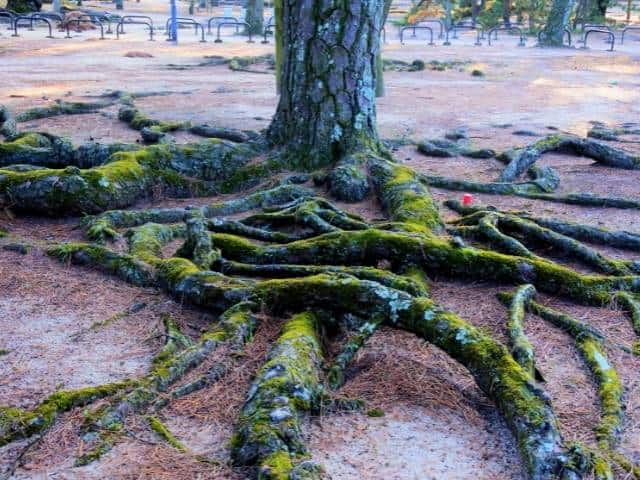Pine tree roots