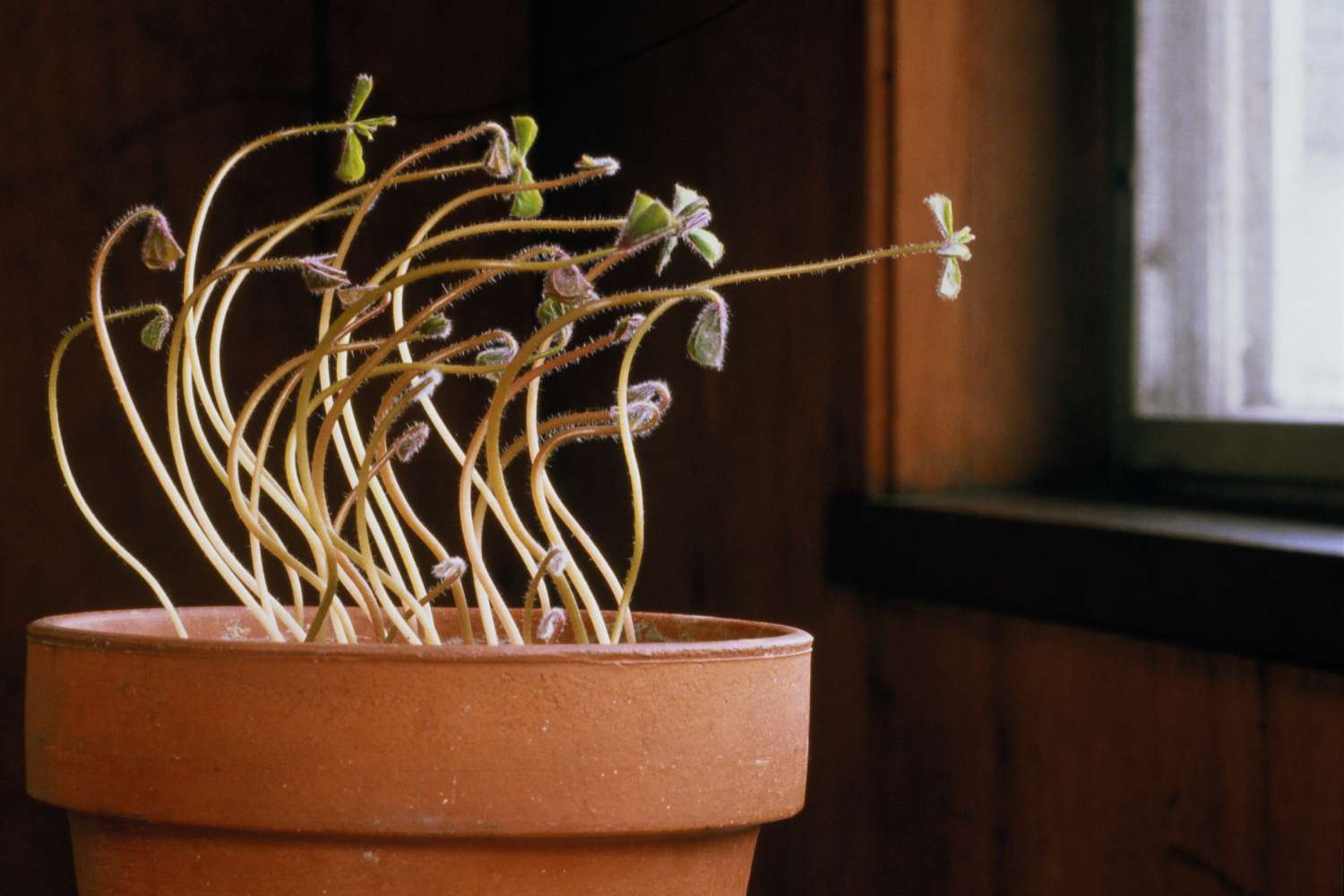 Plant growing in the direction of the window