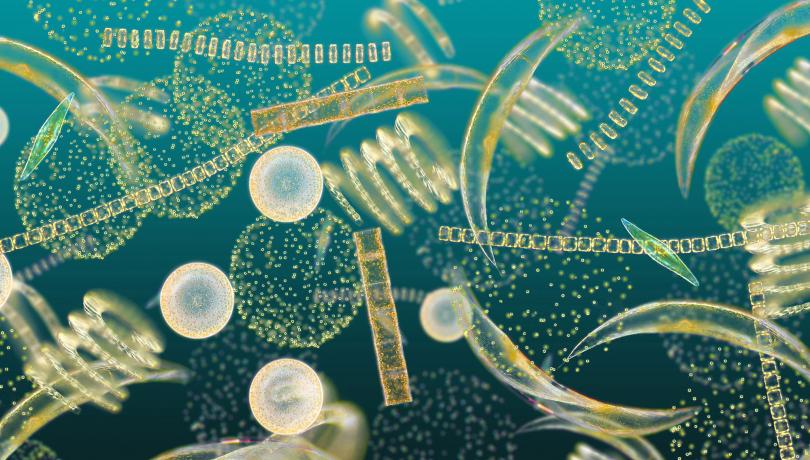 How Phytoplankton Adapt to Its Environment