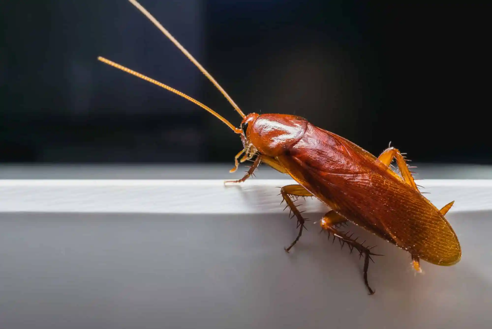 What Environment Do Roaches Like?