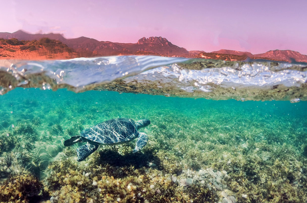 Sea turtle in shallow waters