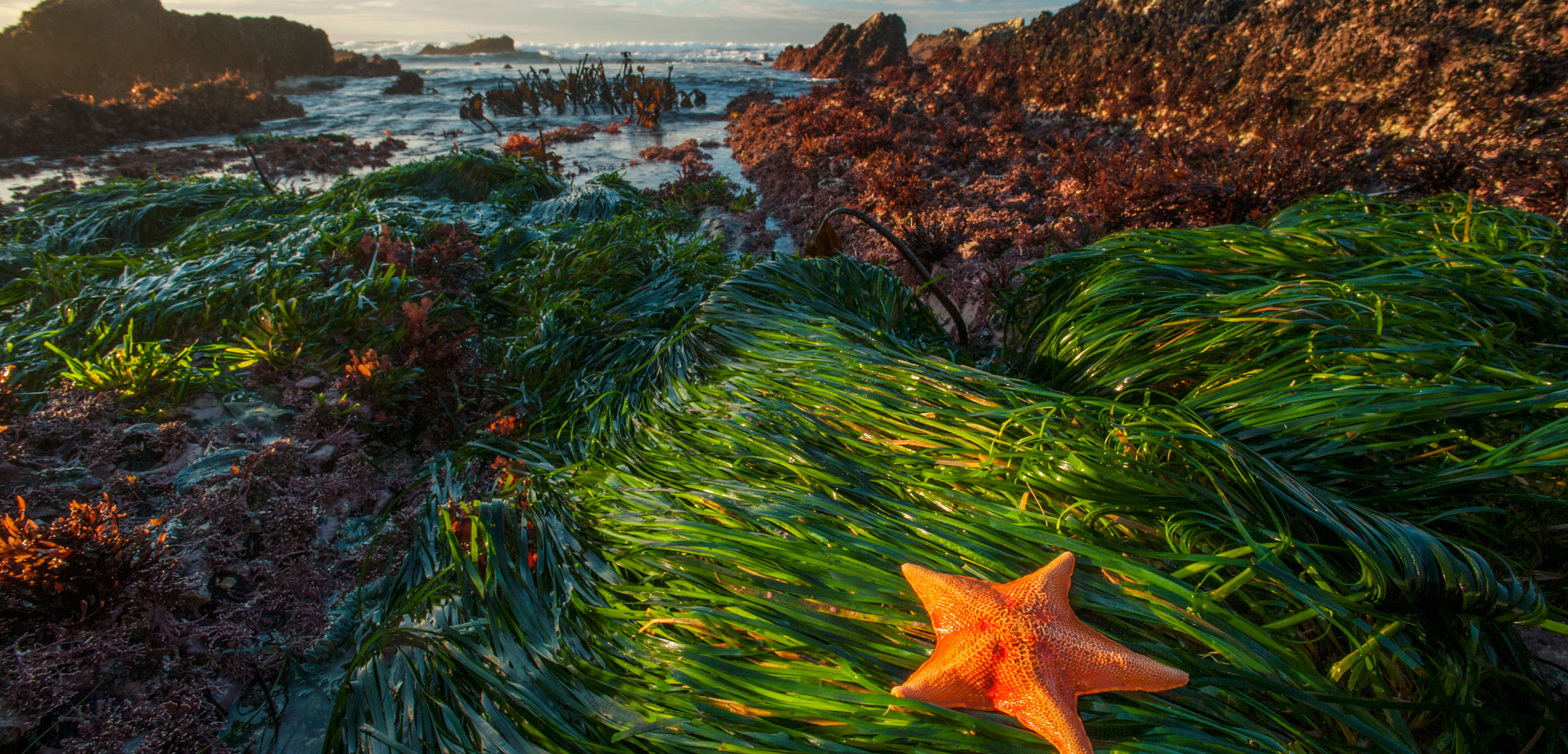 Seaweed near the shore