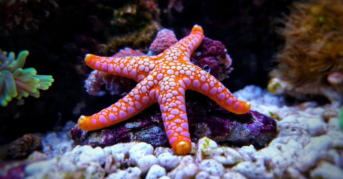 What Do Starfish Do for the Environment? 