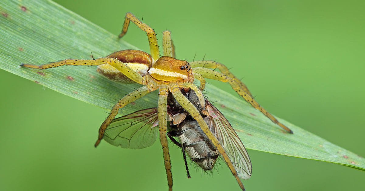 Spider eating an insect