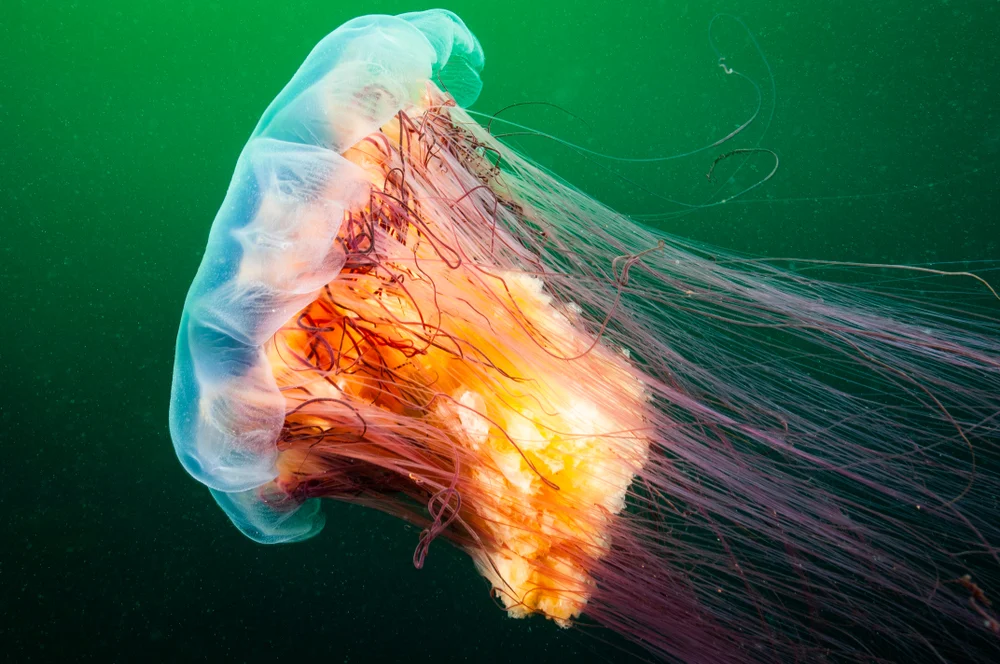 The largest jellyfish in the world
