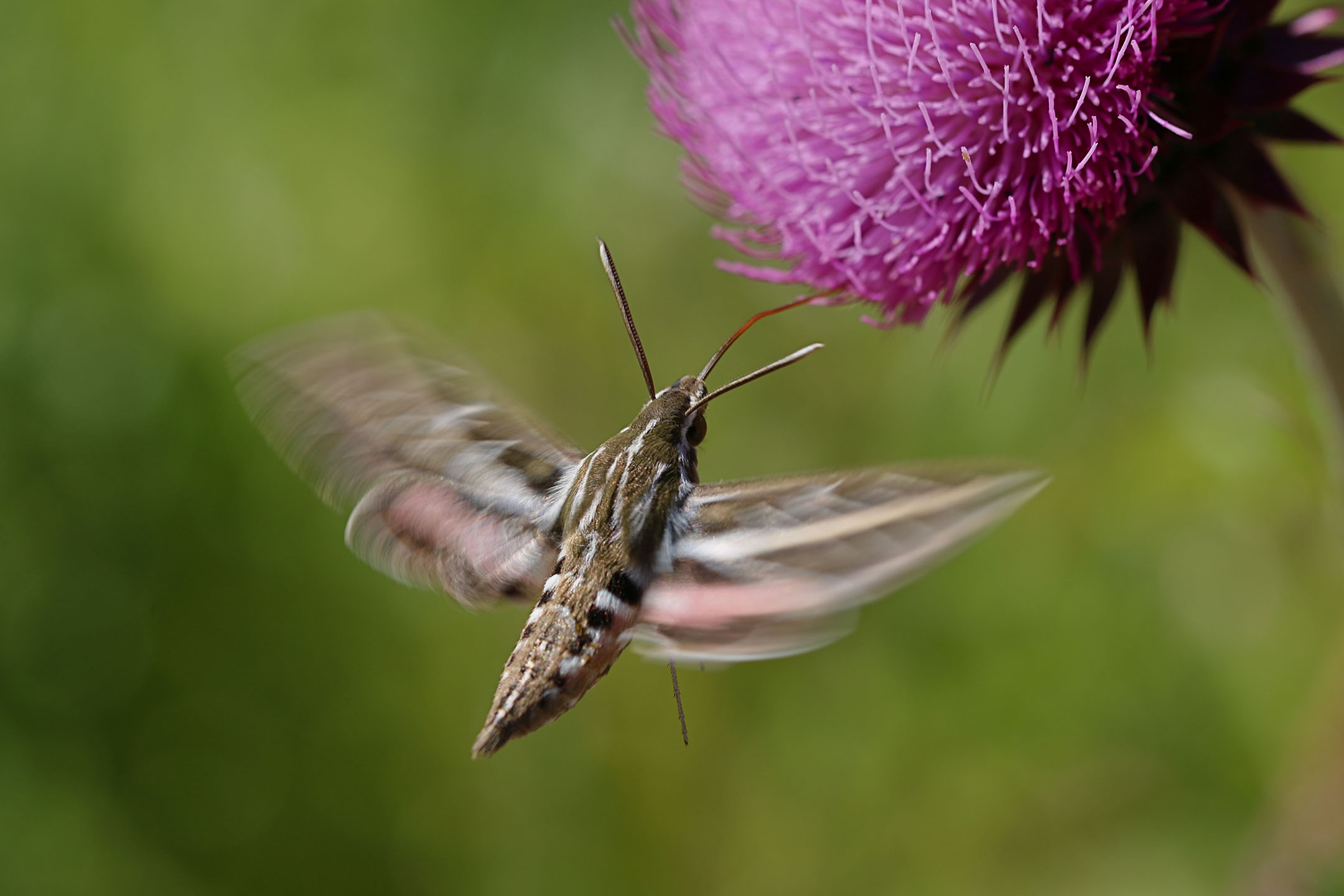 The white-lined sphinx moth