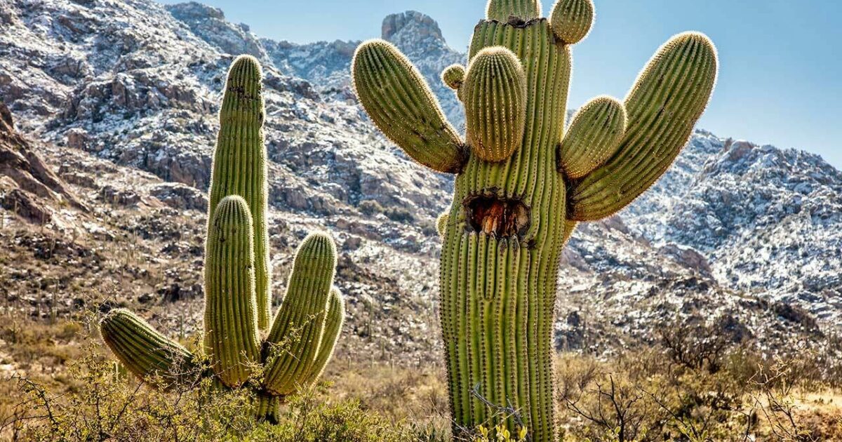 How Do Cactus Adapt To Their Environment?