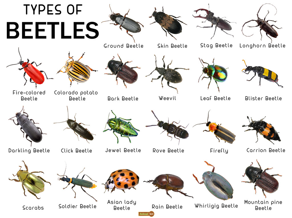 Types of beetles