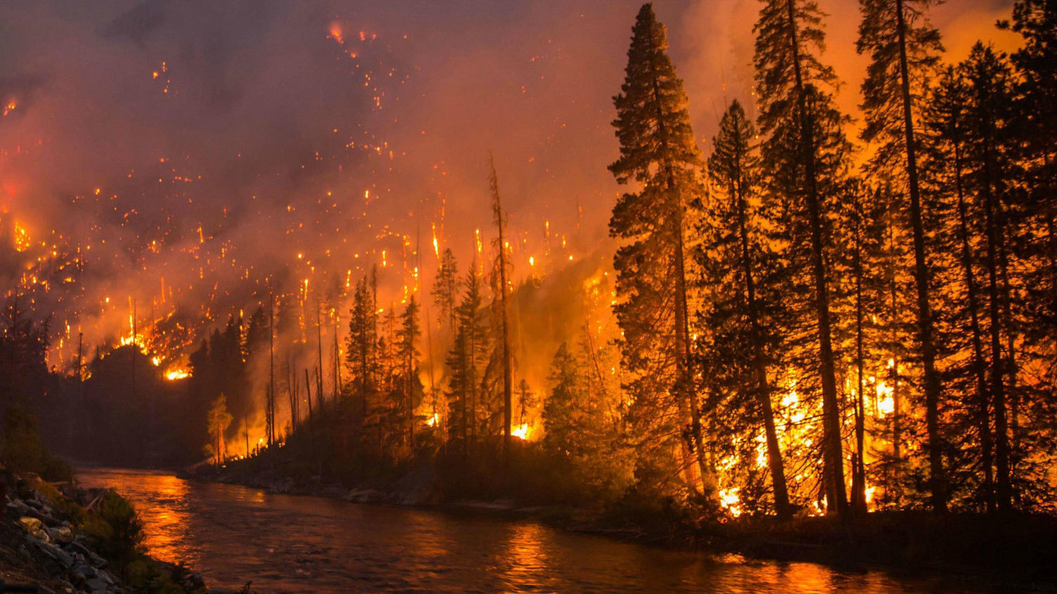 How do wildfires affect the environment? 