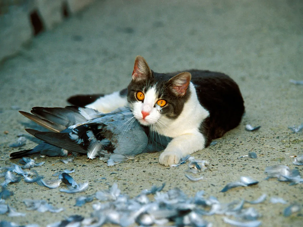 A cat lying in the road with a dead bird underneath its arm.