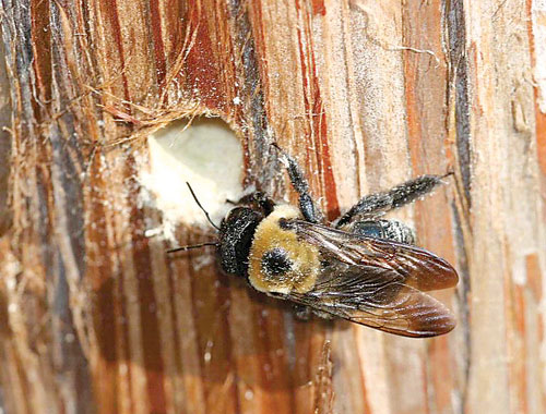 A carpenter bee drilling a circular hole in the wood