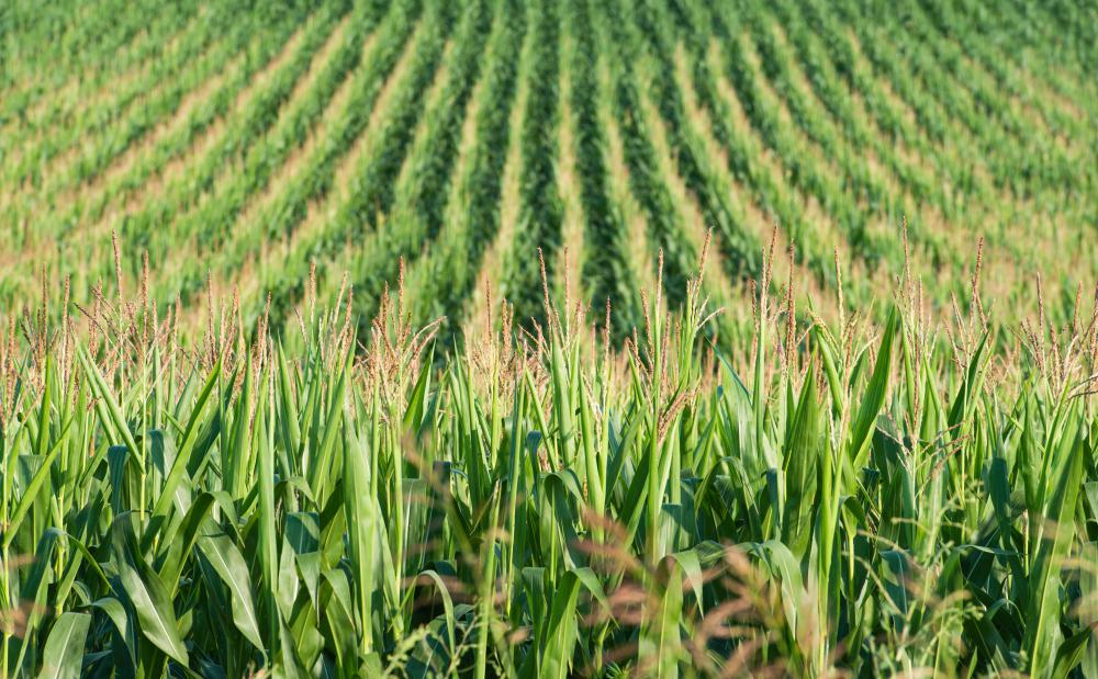 Is Corn Bad for the Environment? 
